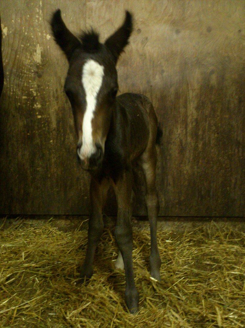 Oldenborg Daisy Pibeholm - Daisy mindre end 12 timer gl. billede 1