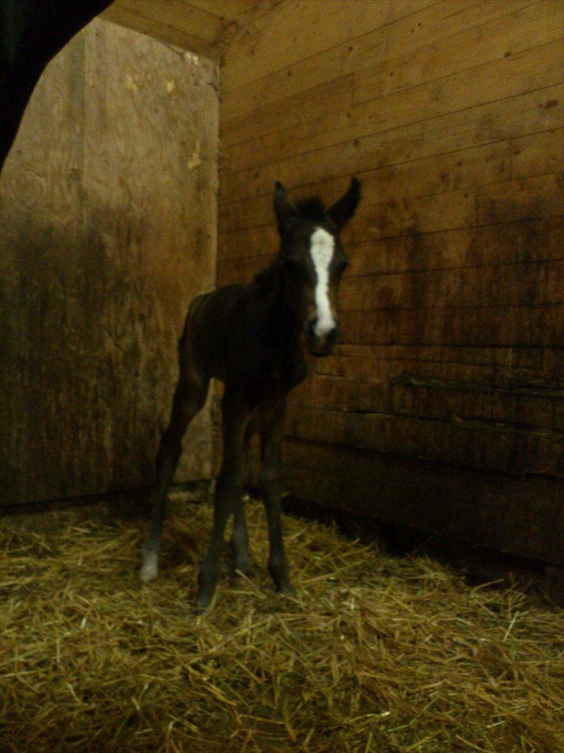 Oldenborg Daisy Pibeholm - Daisy mindre end 12 timer gl. billede 2