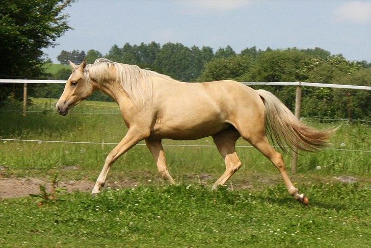 Palomino Rainbow Quickstep billede 16