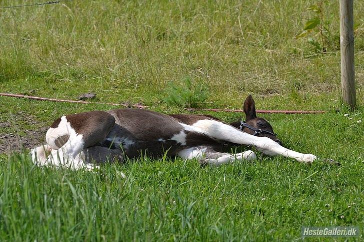 Pinto Moesgaards Baloo. - Efter en masse leg, må man få en lur.
1 måned gammel. billede 17