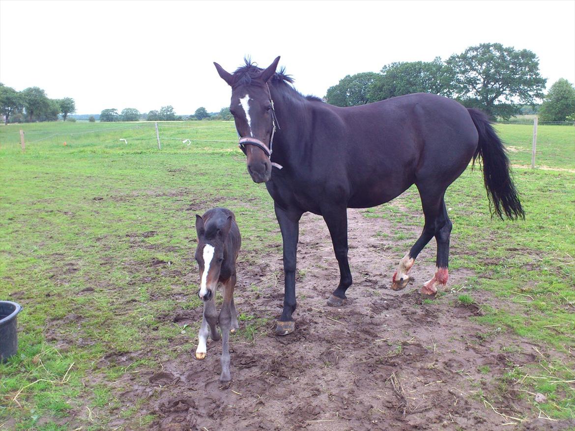 Oldenborg Daisy Pibeholm - Daisy mindre end 12 timer gl. billede 3