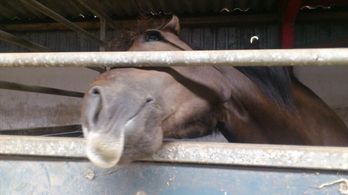 New Forest Elmholts Filicia - Filutten hygger sig ♥ billede 8