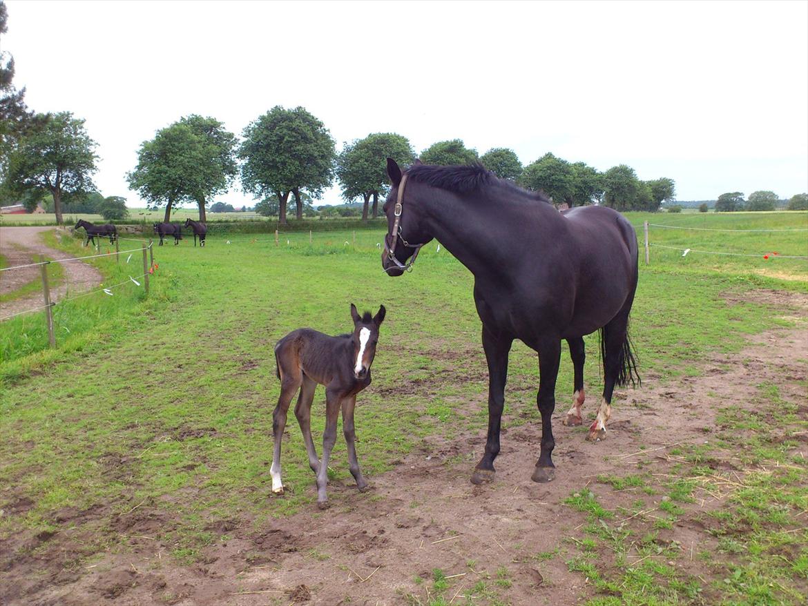 Oldenborg Daisy Pibeholm - Daisy mindre end 12 timer gl. billede 4