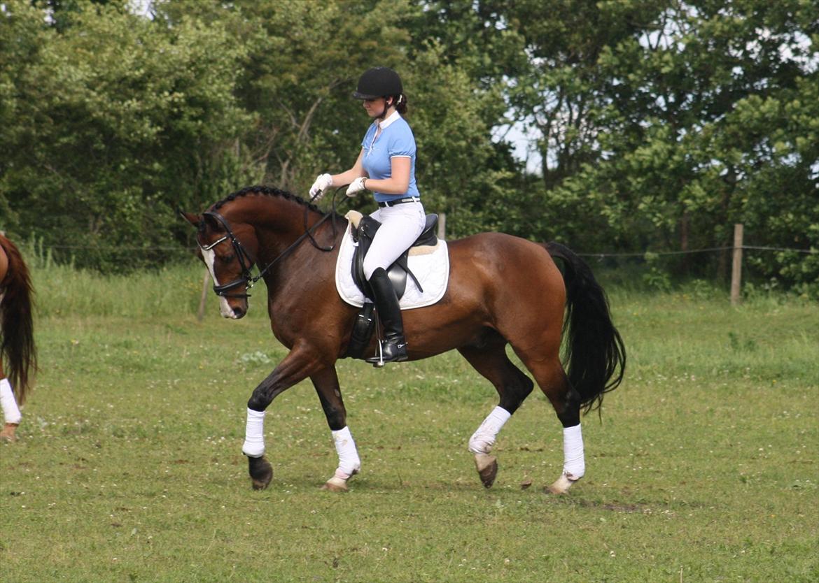 Dansk Varmblod Dominant billede 1