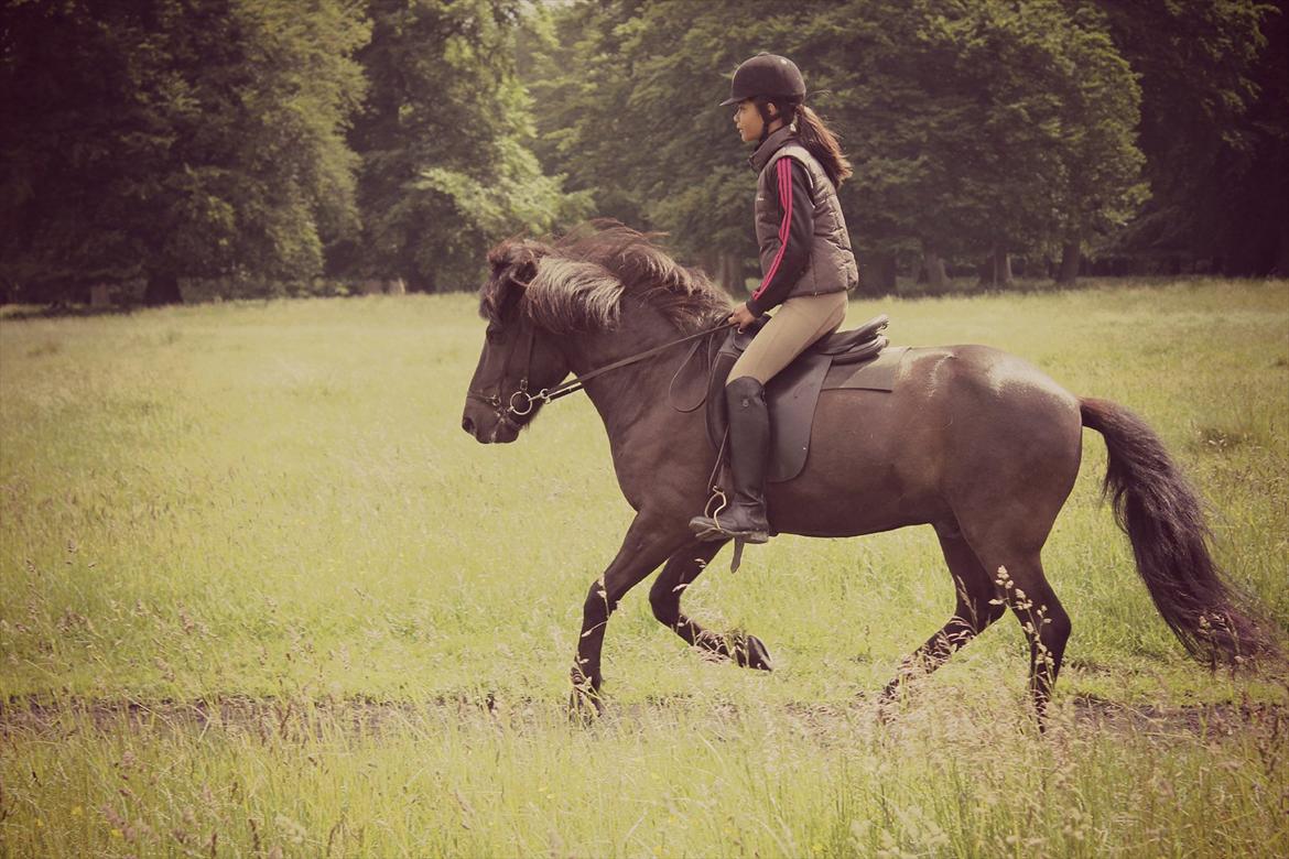 Islænder Òdinn fra Bakkely - Galop i dyrehaven d. 17-6 2012<3
Foto af Ell<3 billede 7