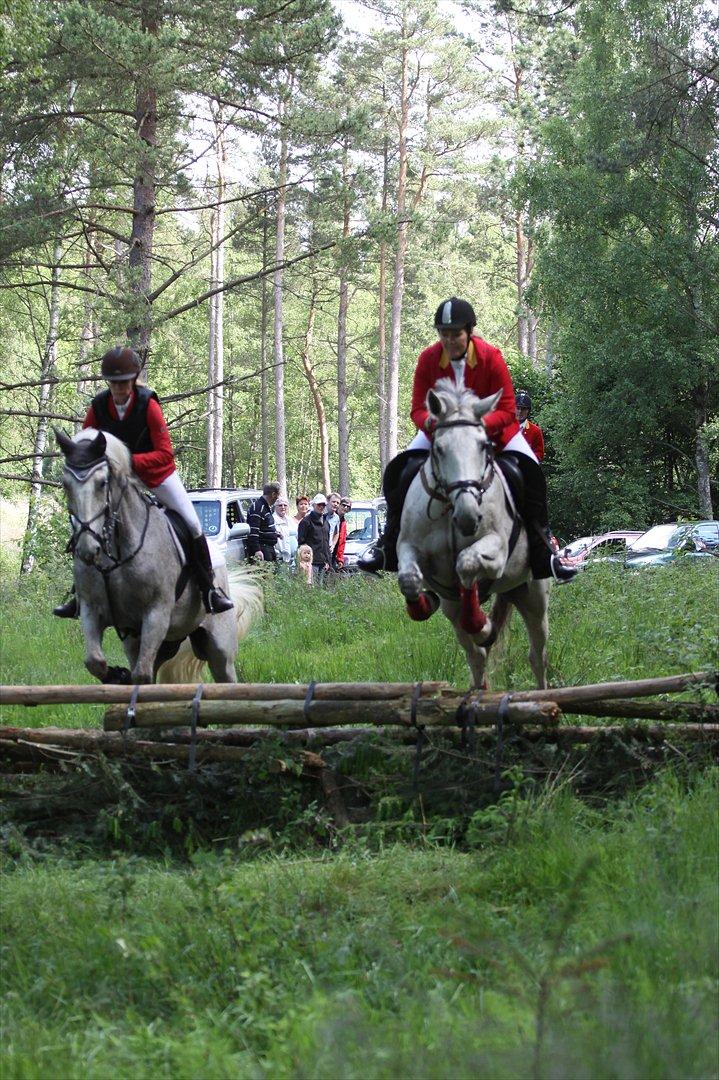 Dansk Varmblod Winzal Star - JJR Ebeltoft. billede 18