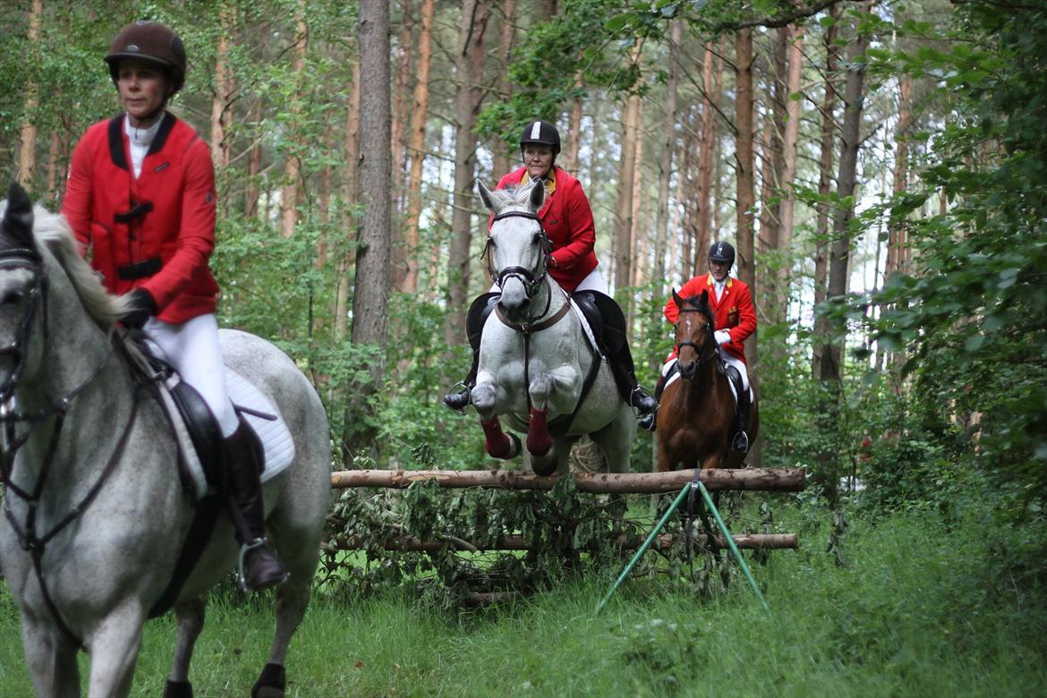 Dansk Varmblod Winzal Star - JJR Ebeltoft 2012 billede 19