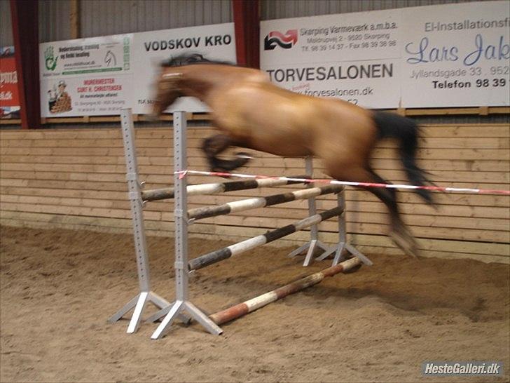 DSP Thorups Andiamo (Anker) B-pony - Anker springer lige 1 meter i løsspring :-)

Taget af: lærke billede 2