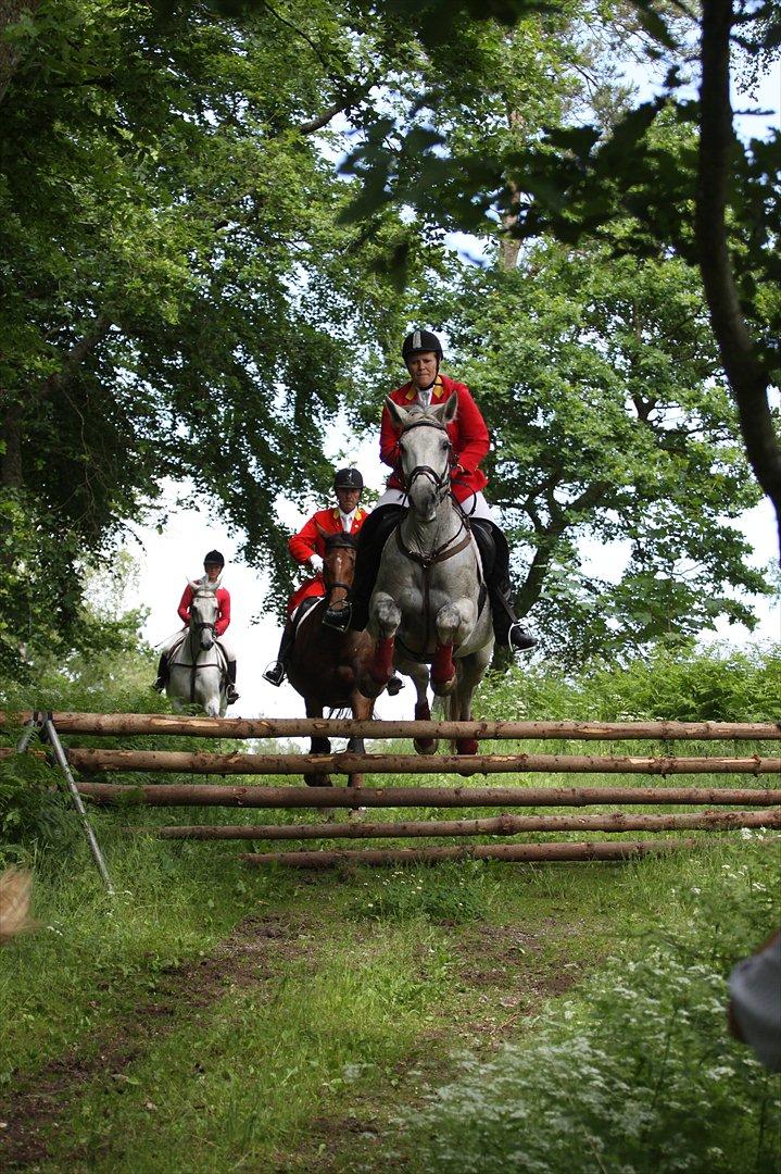 Dansk Varmblod Winzal Star - JJR Ebeltoft 2012 billede 20