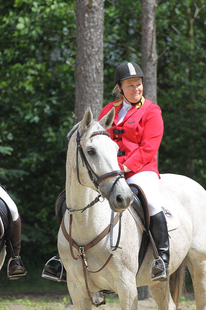 Dansk Varmblod Winzal Star billede 1