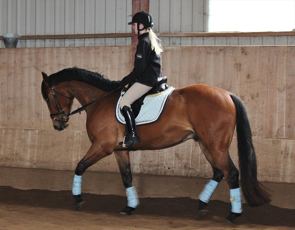 Oldenborg Zephyr af østerdovergaard billede 13