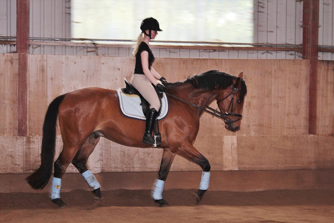 Oldenborg Zephyr af østerdovergaard billede 15