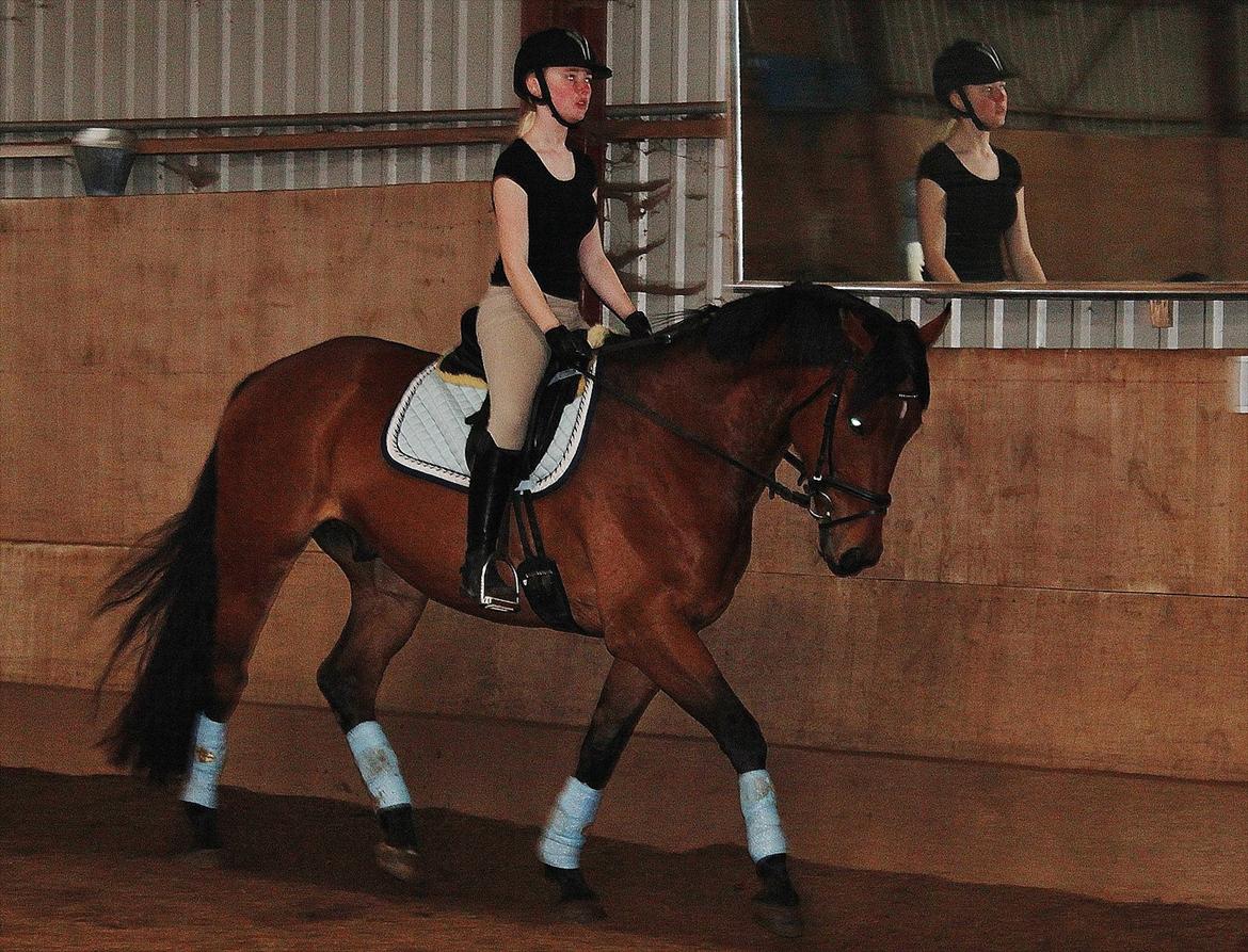 Oldenborg Zephyr af østerdovergaard billede 17