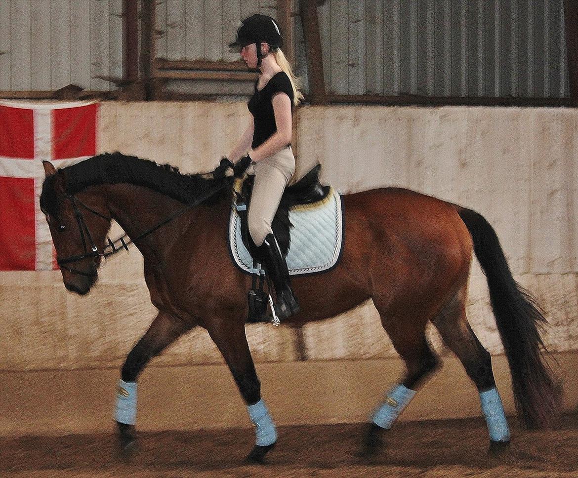 Oldenborg Zephyr af østerdovergaard billede 18