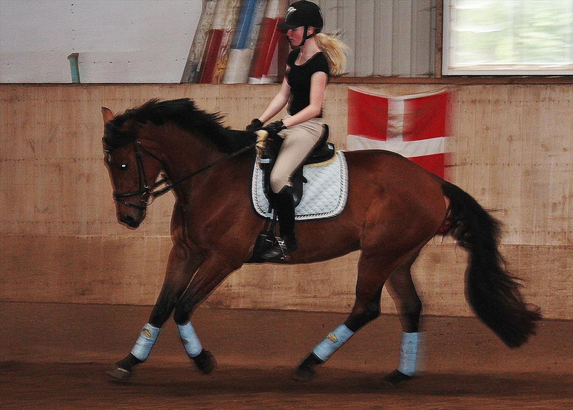 Oldenborg Zephyr af østerdovergaard billede 19