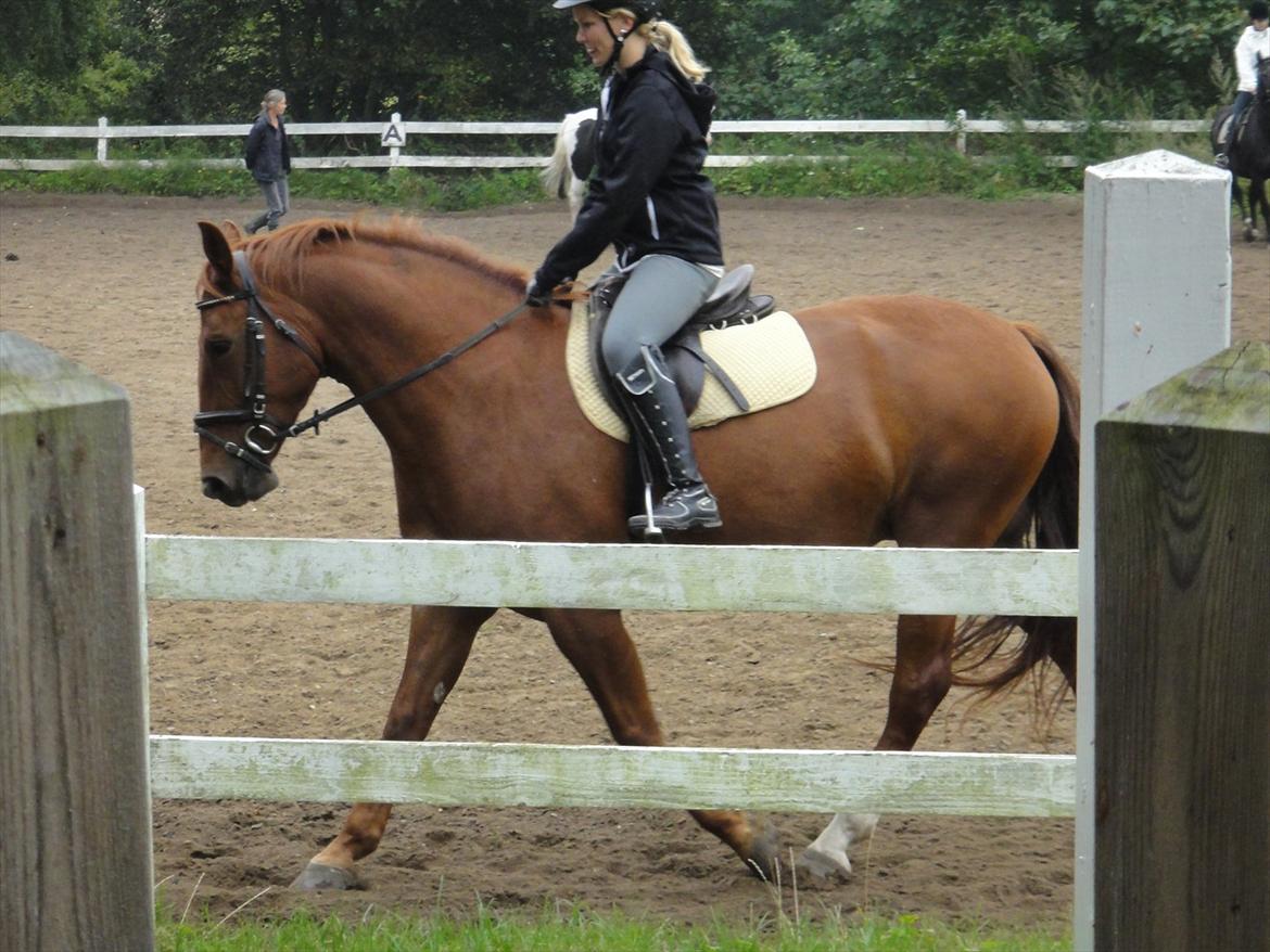 Oldenborg Bråskovgårds Sorella  - lidt træning på banen :) billede 2