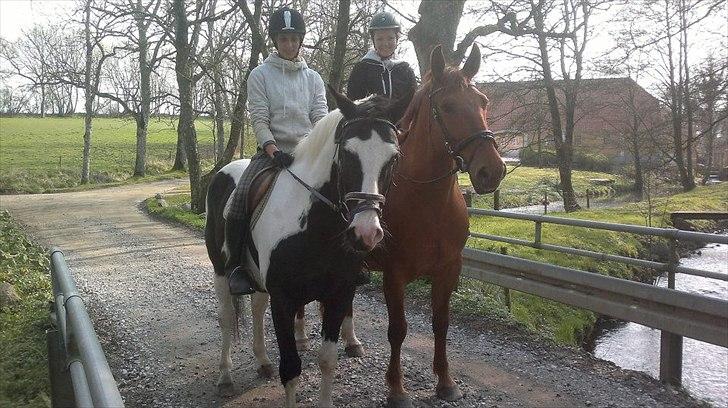 Oldenborg Bråskovgårds Sorella  - orinteringridning bge 11/12 :) billede 3