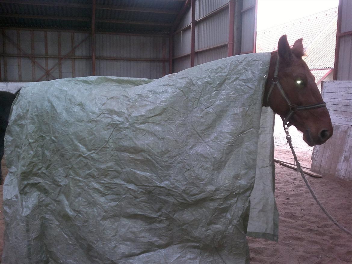 Oldenborg Bråskovgårds Sorella  - hvor er hun dog dygtig :) billede 4