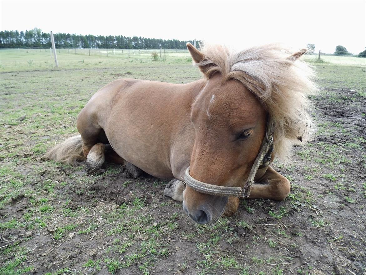 Shetlænder Rosie - Godmorgen Rosie <3 billede 11
