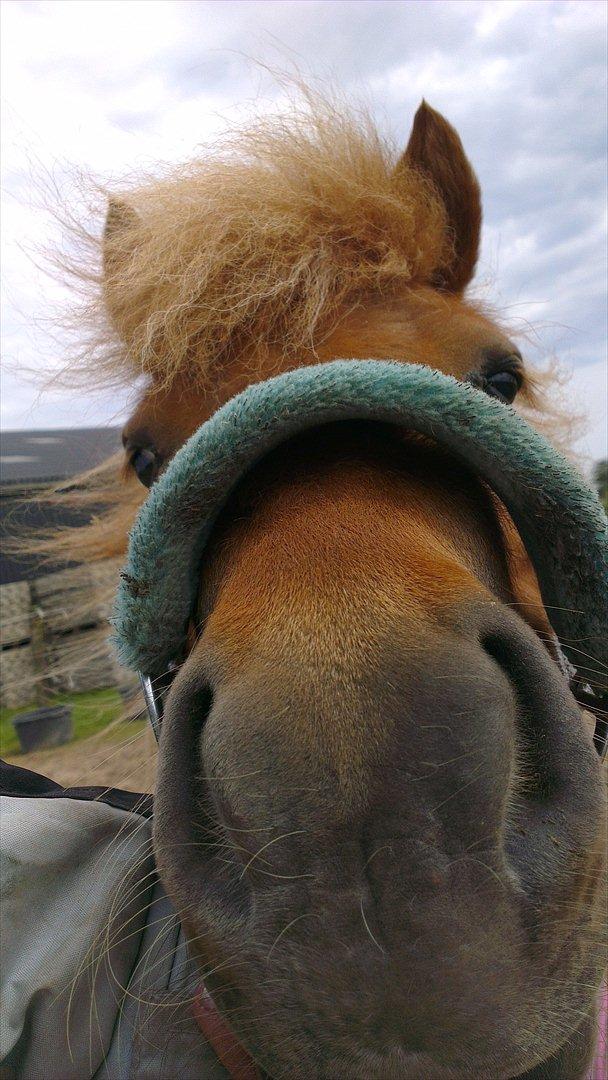 Shetlænder Rosie - så dejlig <3 billede 5