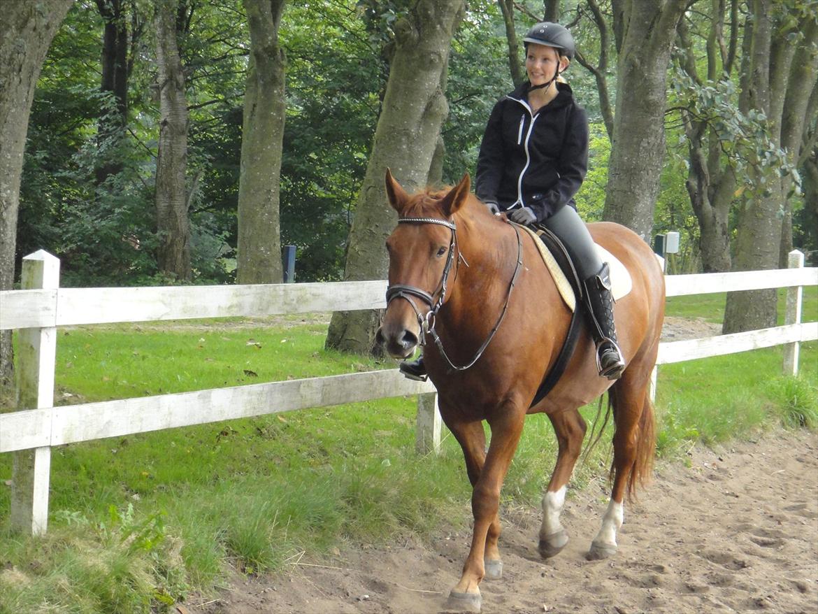 Oldenborg Bråskovgårds Sorella  billede 7