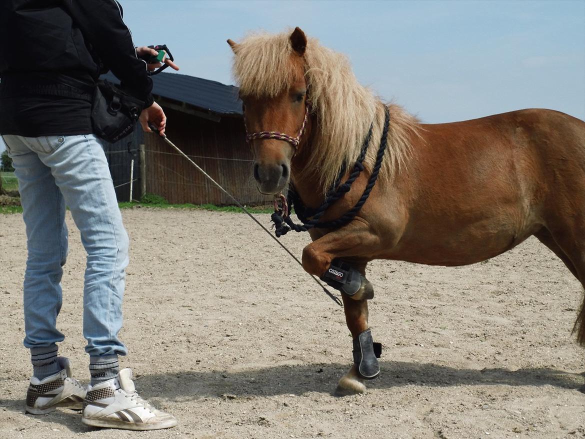 Shetlænder Rosie - bby <3 billede 10