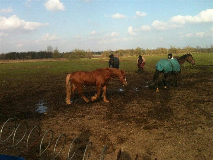 Welsh Pony af Cob-type (sec C) calle billede 2