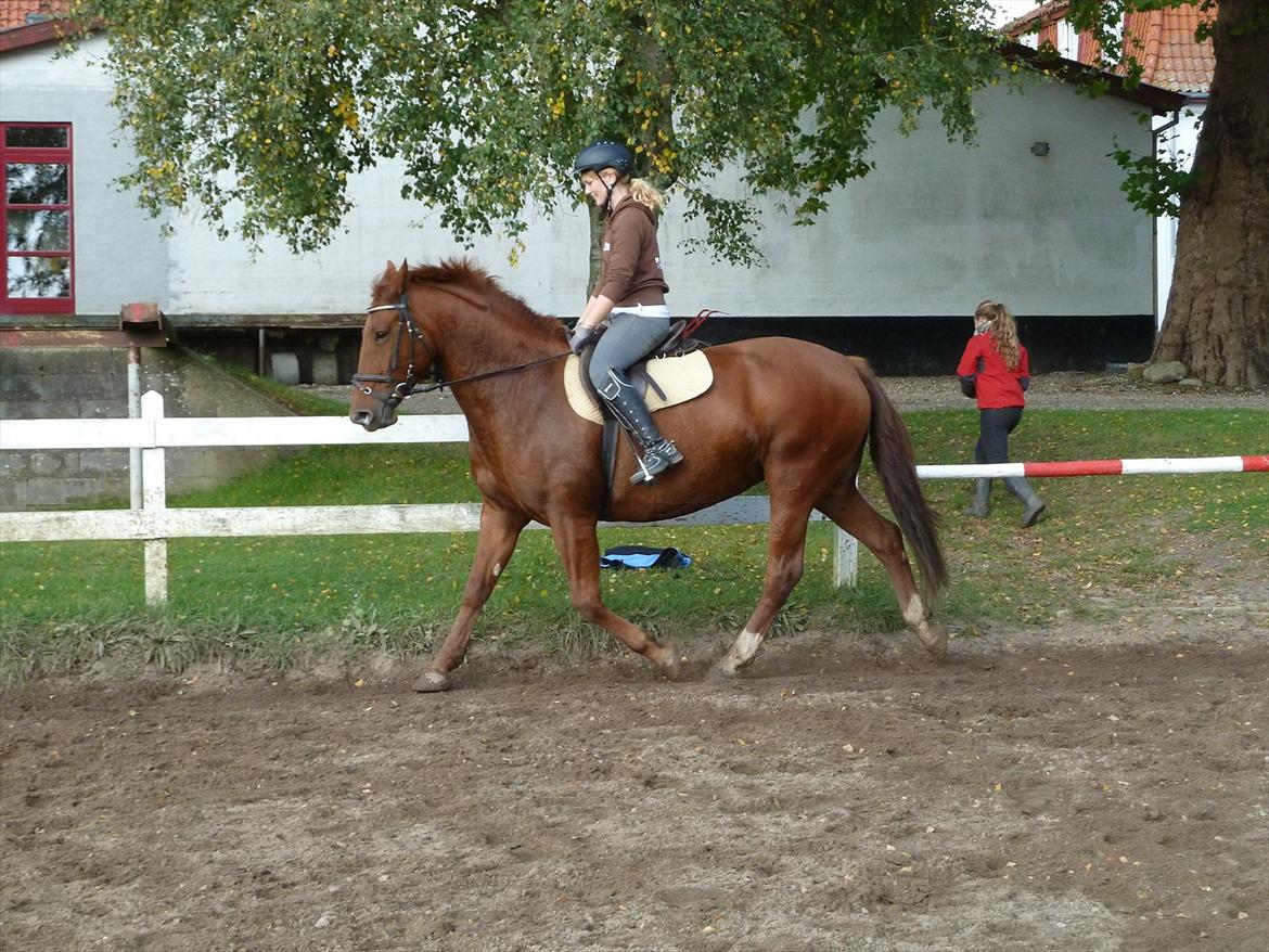 Oldenborg Bråskovgårds Sorella  billede 8