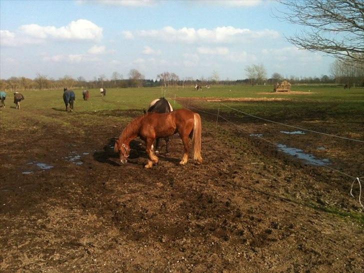 Welsh Pony af Cob-type (sec C) calle billede 3