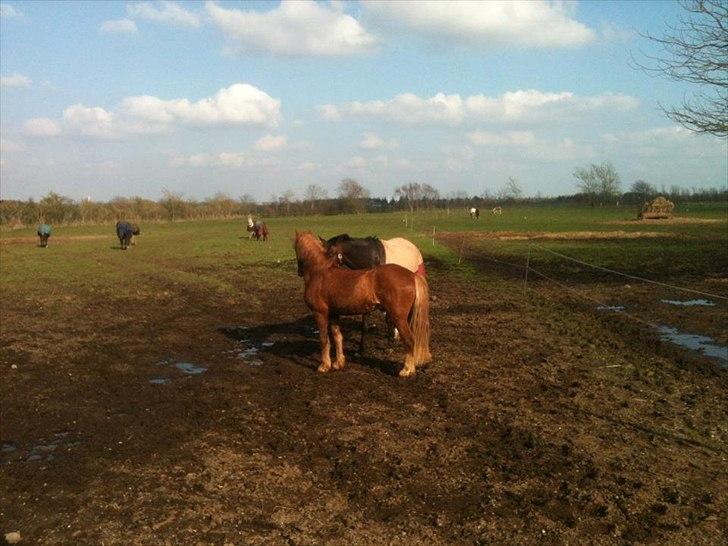 Welsh Pony af Cob-type (sec C) calle billede 4