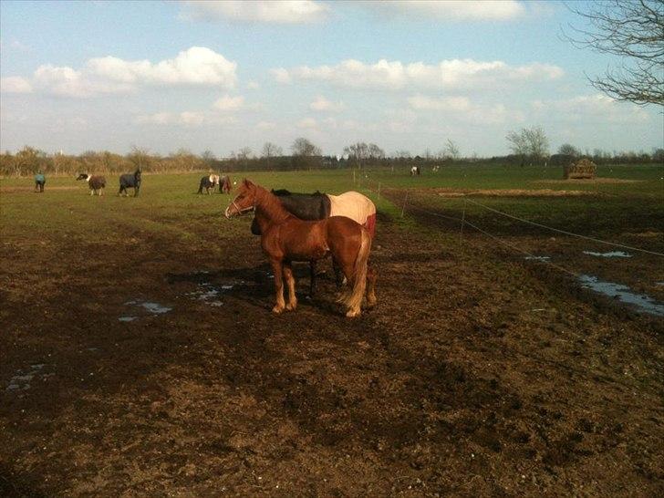 Welsh Pony af Cob-type (sec C) calle billede 5