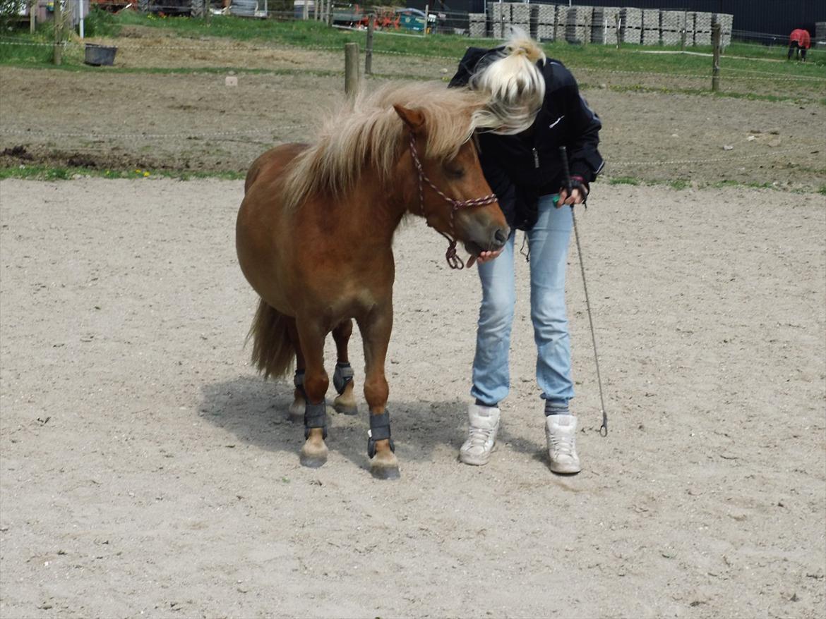 Shetlænder Rosie - Rosie og min søster <3 billede 17