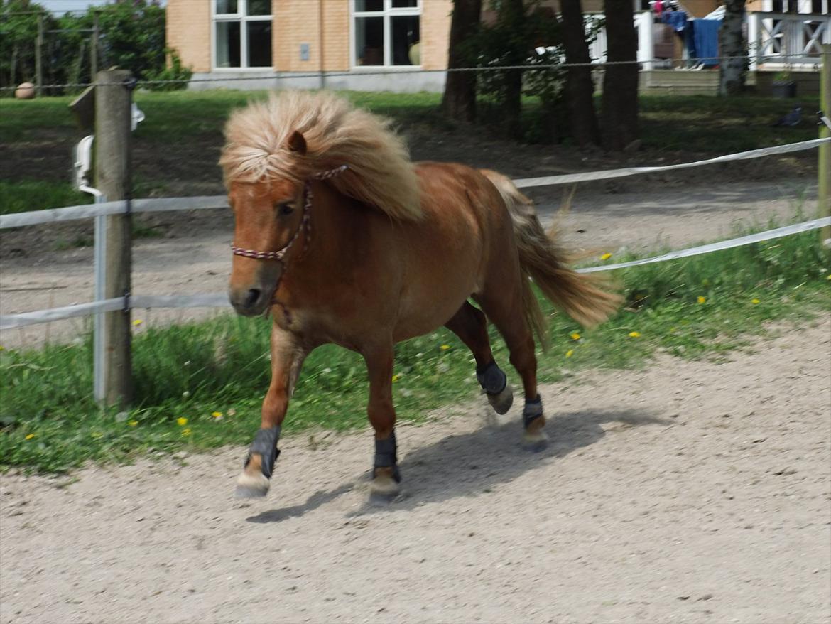 Shetlænder Rosie - weeee <3 billede 14