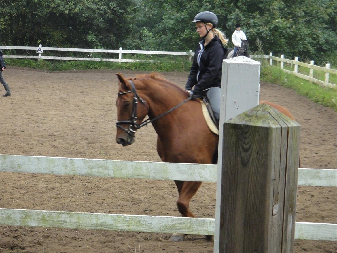 Oldenborg Bråskovgårds Sorella  billede 10