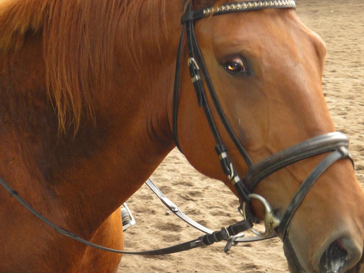 Oldenborg Bråskovgårds Sorella  billede 11