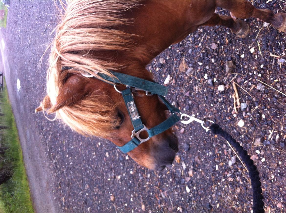 Shetlænder Emil!<33 - Den Smukkeste Vallak Han SKal Helt Klart Kåres I Shetlænder vallak I Dyreskue 2013:) billede 20