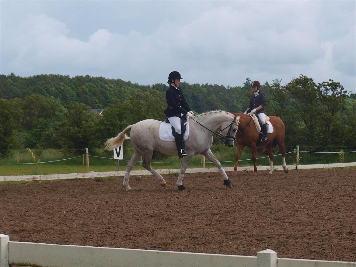 DSP Nørlunds Sally Maree - på opvarmningen 17/6 billede 15