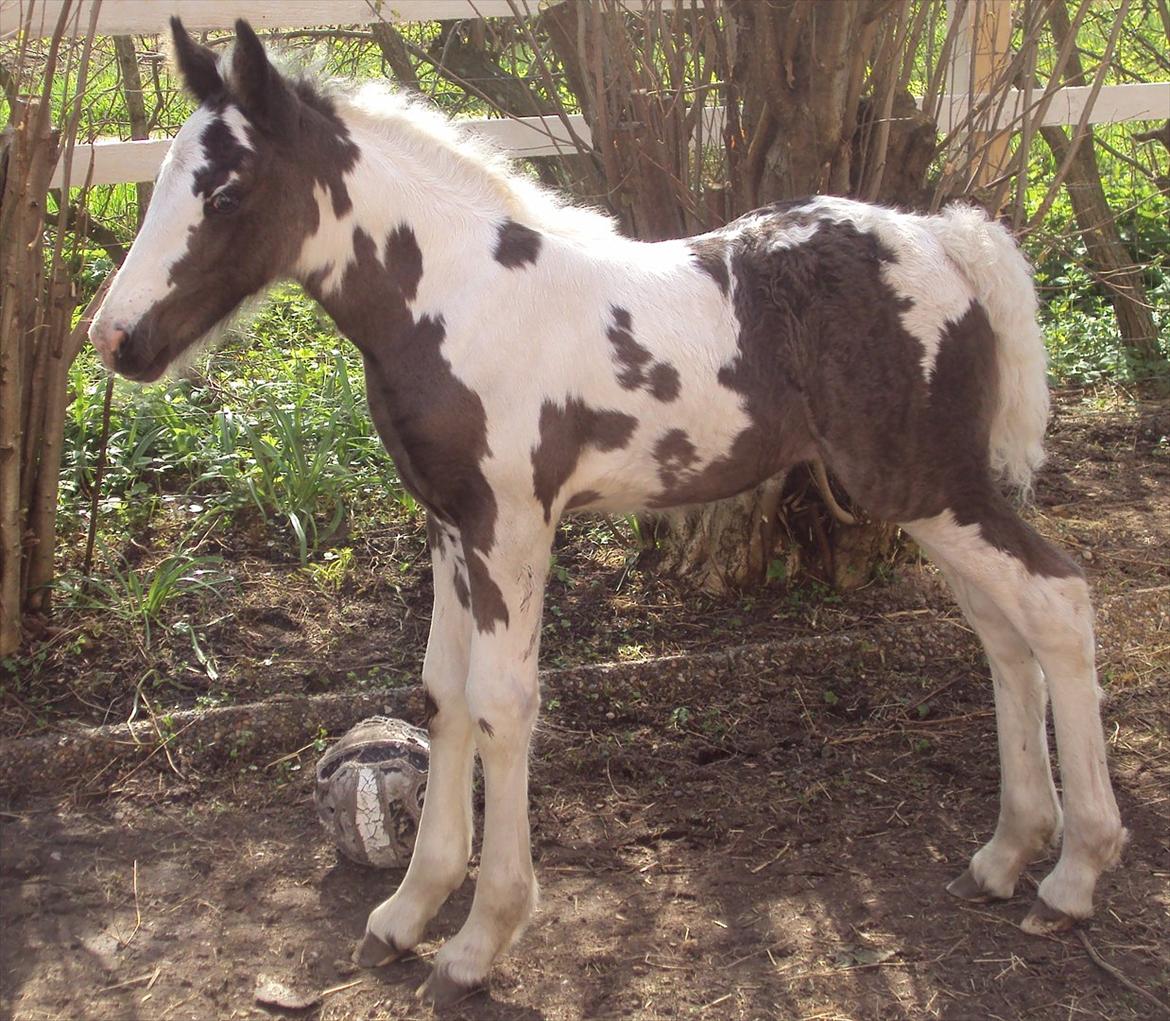 Irish Cob Crossbreed S.C. Palomita Mi Amore <3. billede 1