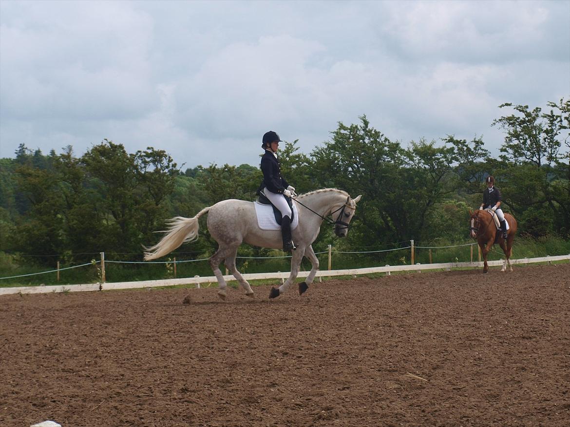 DSP Nørlunds Sally Maree billede 16