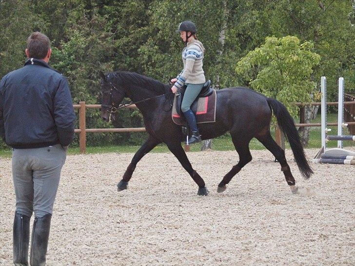Dansk Varmblod Clarissa - Foto: Joan Bækkeskov billede 13