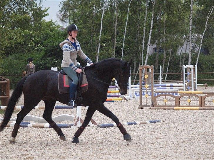Dansk Varmblod Clarissa - Foto: Joan Bækkeskov billede 14