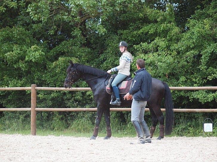 Dansk Varmblod Clarissa - Foto: Joan Bækkeskov billede 15