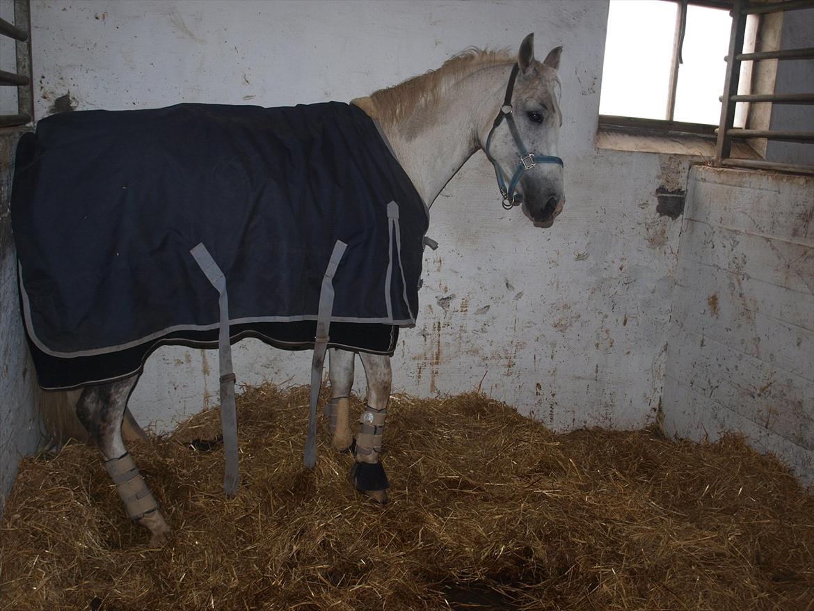 DSP Nørlunds Sally Maree - DET KLØR!!! billede 17