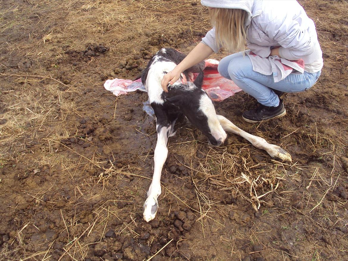Irish Cob Crossbreed S.C. Palomita Mi Amore <3. - Palo og mig :)
 billede 3