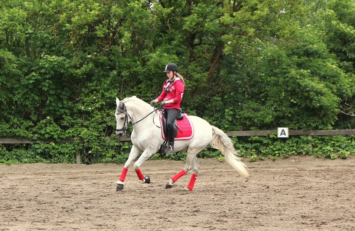 Hollandsk Sportspony LOOK AT ME - Galop arbejde juni 2012 :) billede 5