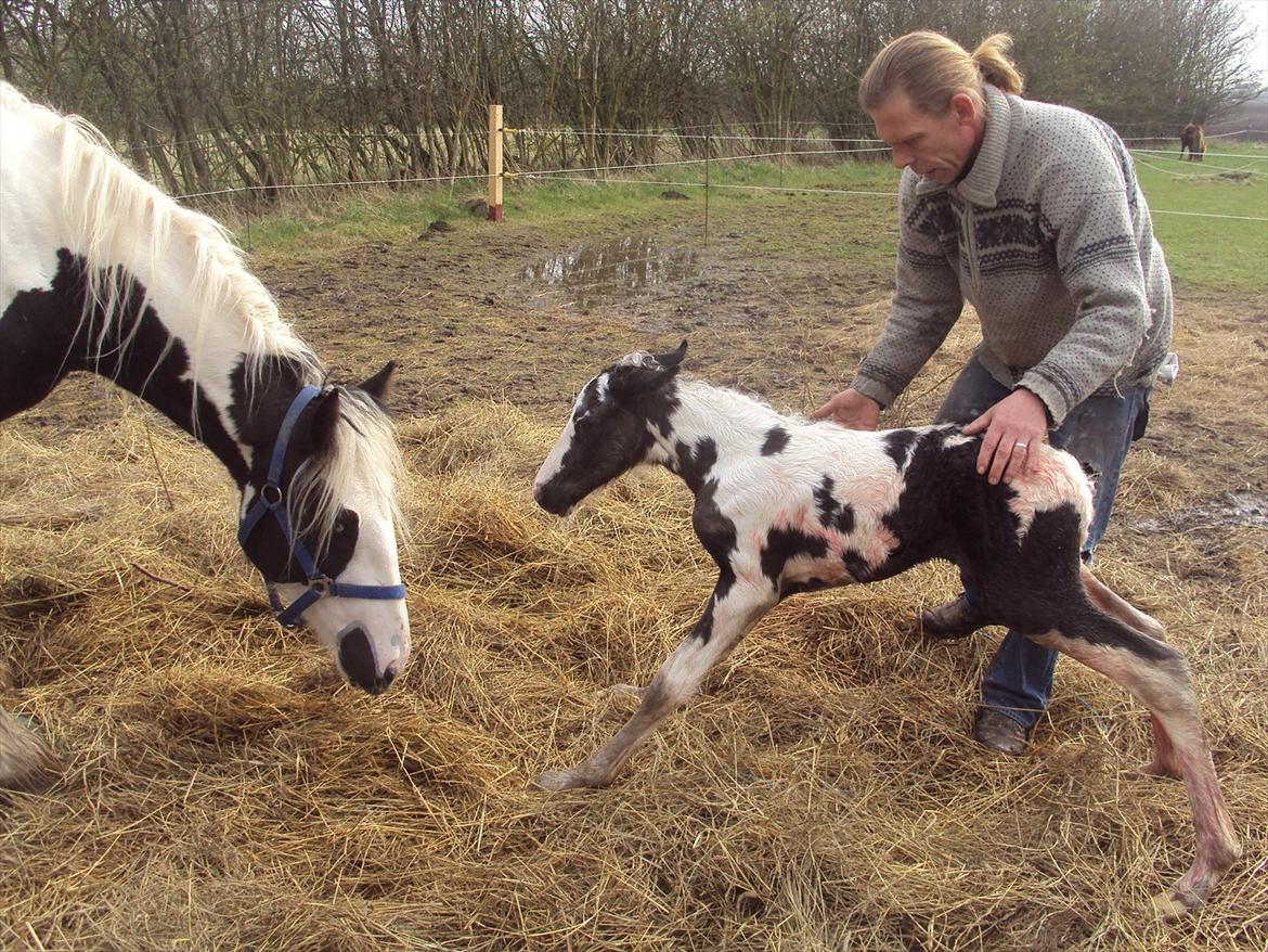 Irish Cob Crossbreed S.C. Palomita Mi Amore <3. - <3 min elskede mand hjælper Palo med balancen :) billede 4