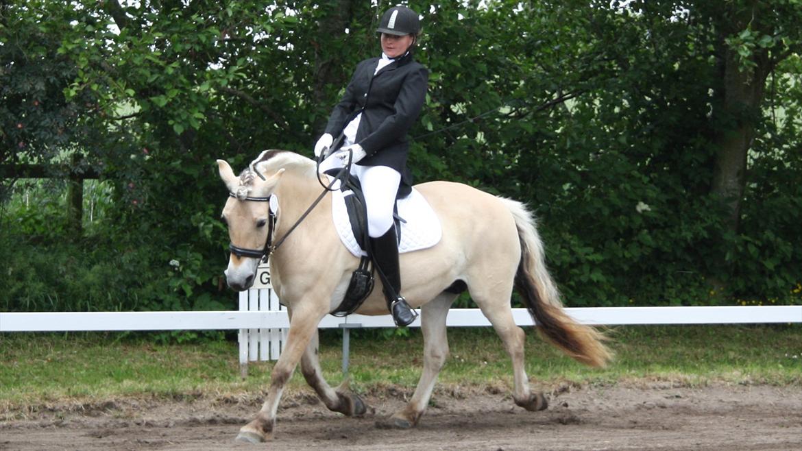 Fjordhest Aija Romeo - FUKR stævne, 17. Juni. Billederne er fra LC1A & LC2A. billede 4