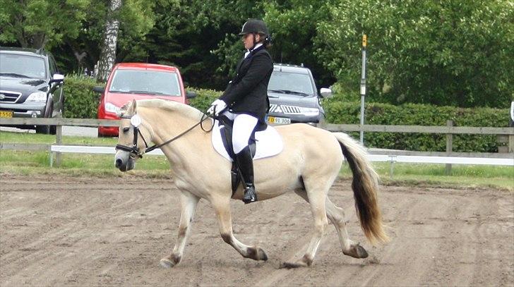 Fjordhest Aija Romeo billede 7