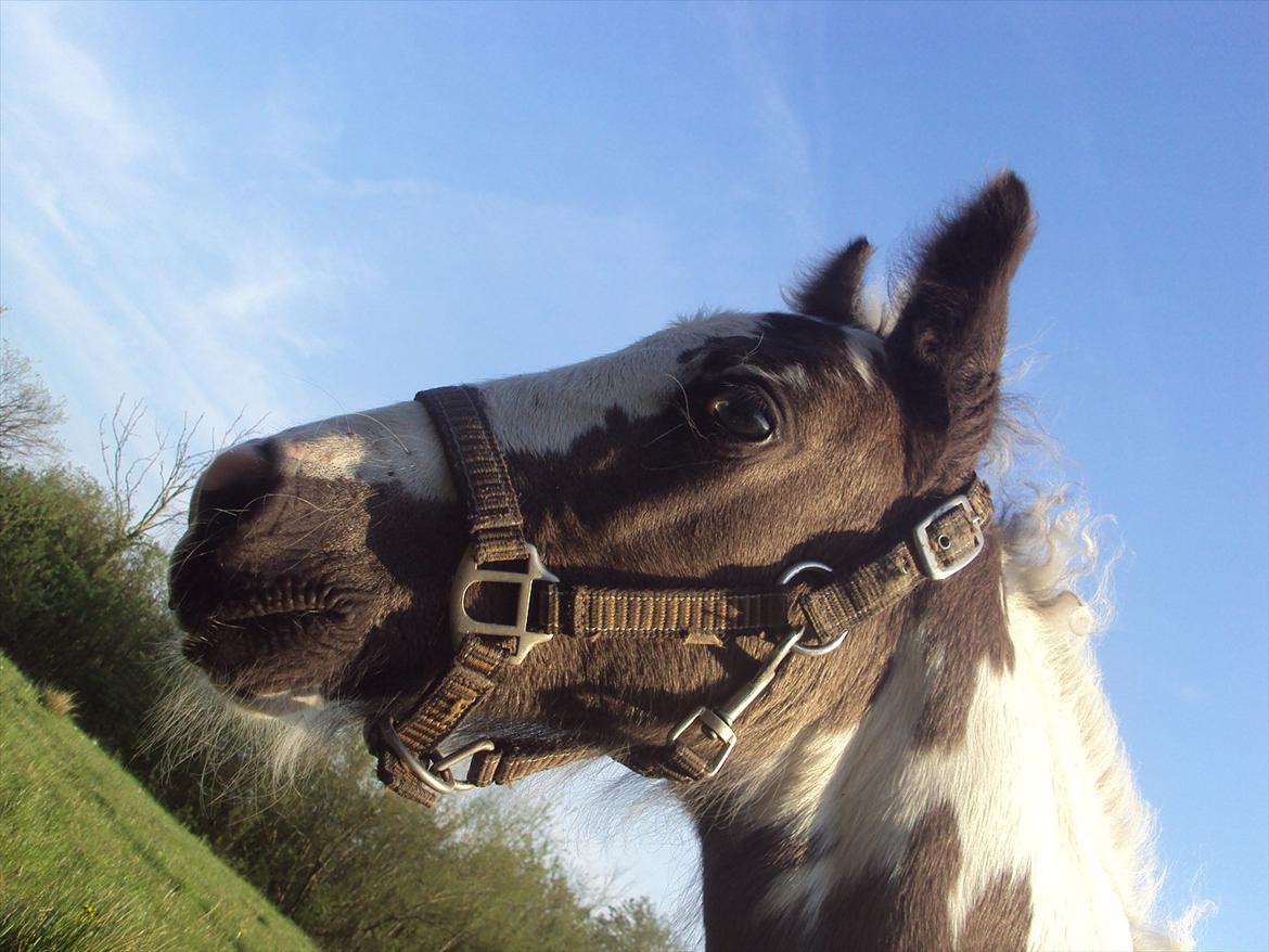 Irish Cob Crossbreed S.C. Palomita Mi Amore <3. billede 5
