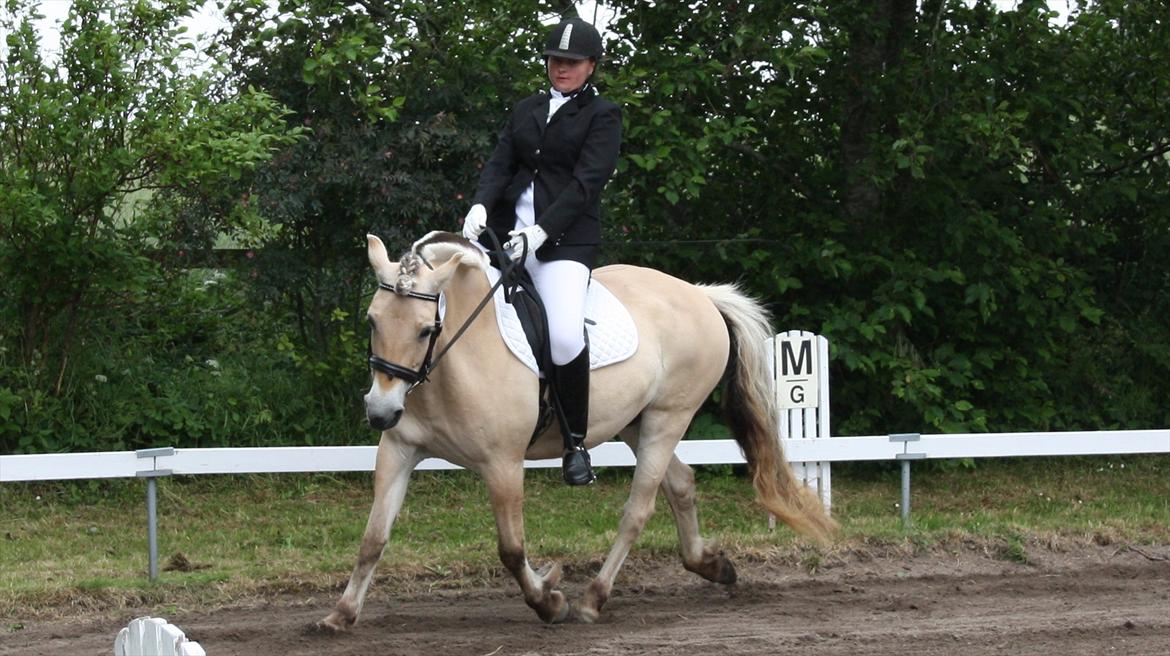 Fjordhest Aija Romeo - Ja, nederste knap på stævnejakken valgte, at falde af inden jeg skulle ride programmerne, men så er det da prøvet ;-D billede 1